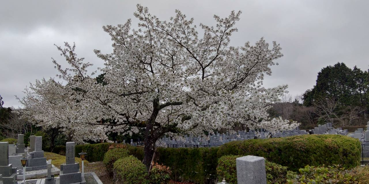 園内桜情報・7区1番墓所