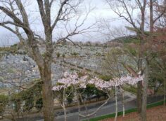 11区1番墓所から（南）風景②