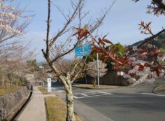 バス通り・2区墓所横（桜）