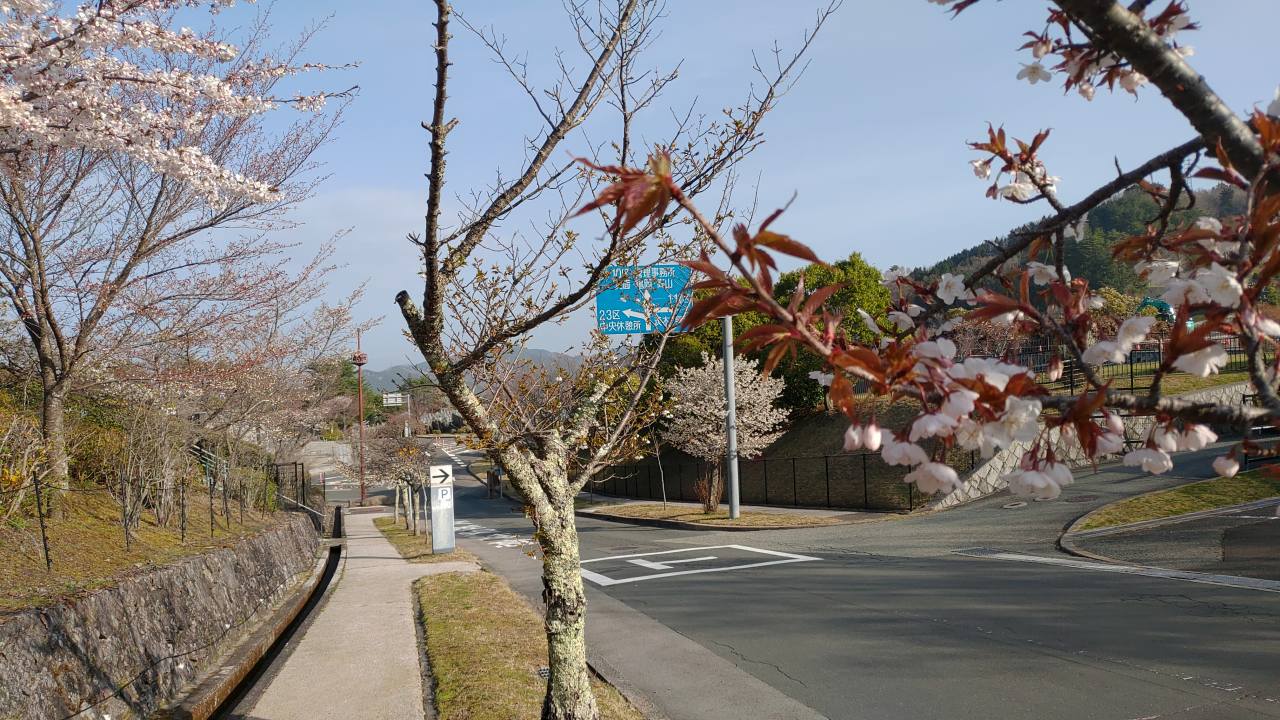 バス通り・2区墓所横（桜）