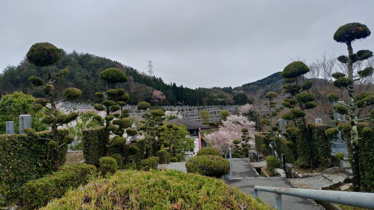 園内桜情報・3区5番墓所②