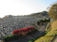 11区1番墓所から園内（南）風景