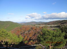 8区4/5番枝道から（北向き）風景