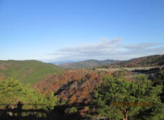 8区4/5番枝道から（北向き）風景