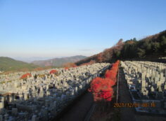 11区7番墓所から（北向）風景