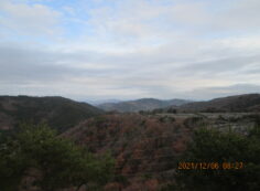 8区4/5番枝から（北向き）風景