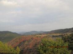 8区4/5番墓所枝道から（北）風景