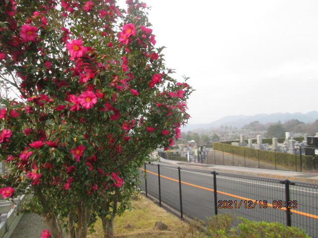 1区6番墓所内（さざんか）