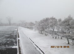 臨時駐車場（ドウダンつつじ）