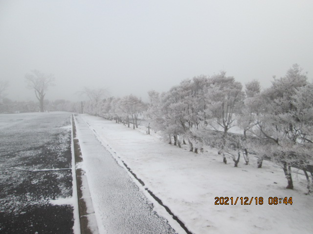 臨時駐車場（ドウダンつつじ）