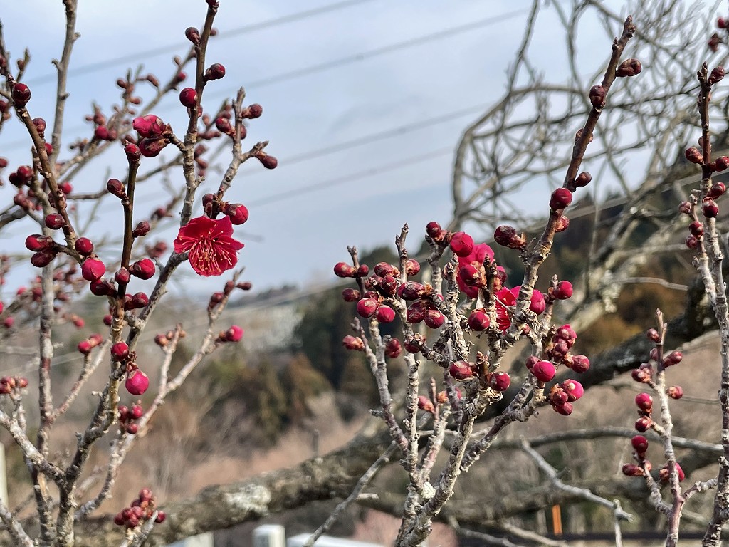 （梅花情報）8区3/4番墓所枝道（つぼみ）