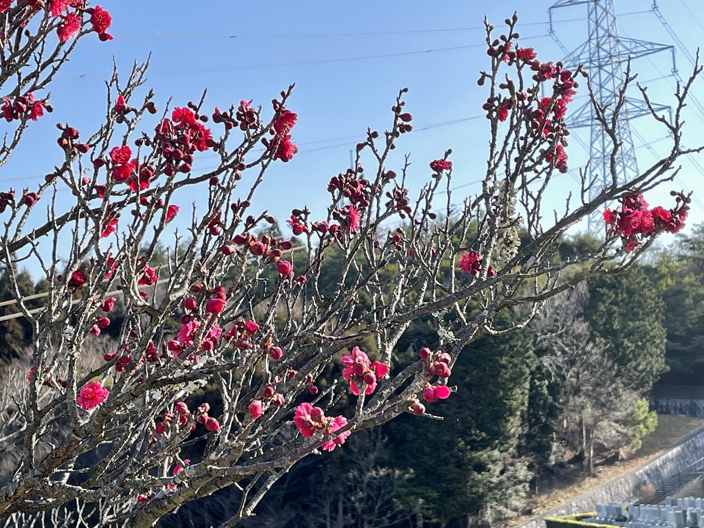 「梅花情報」8区4番墓所