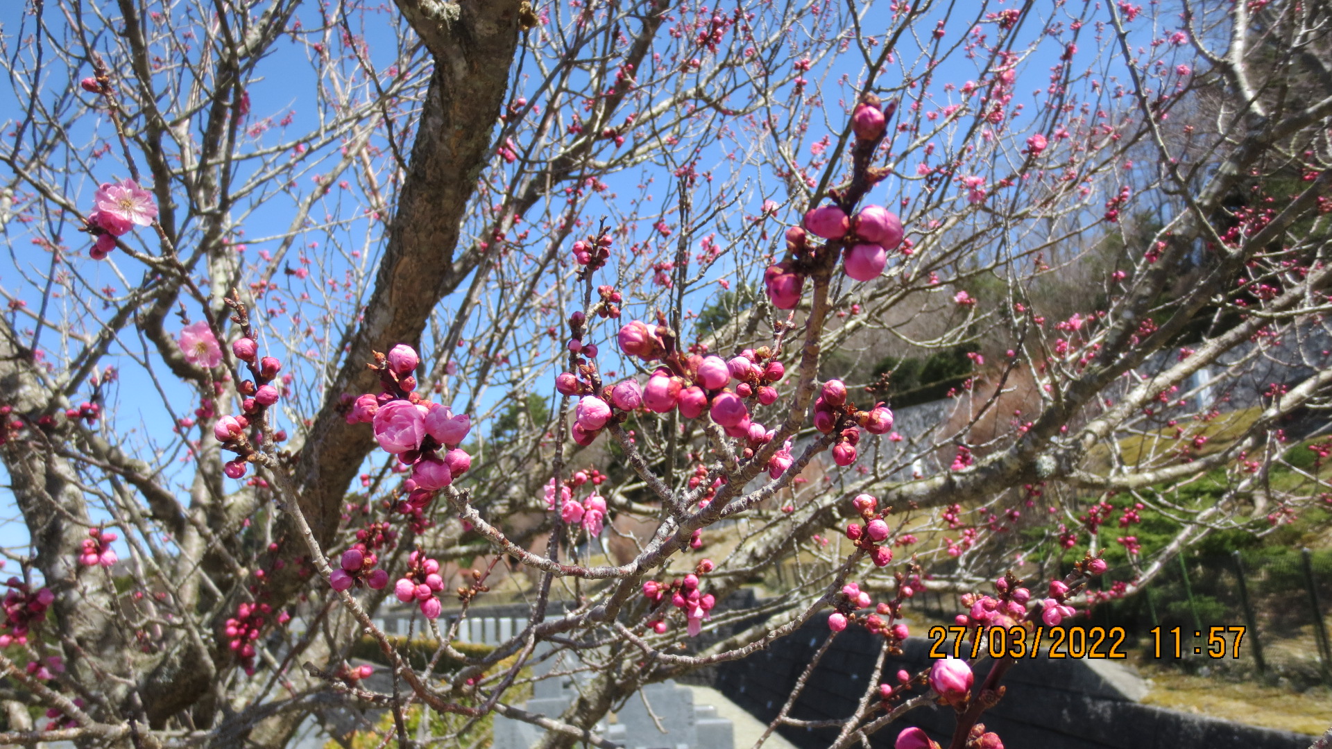 霊園「梅花情報」7区7番墓所