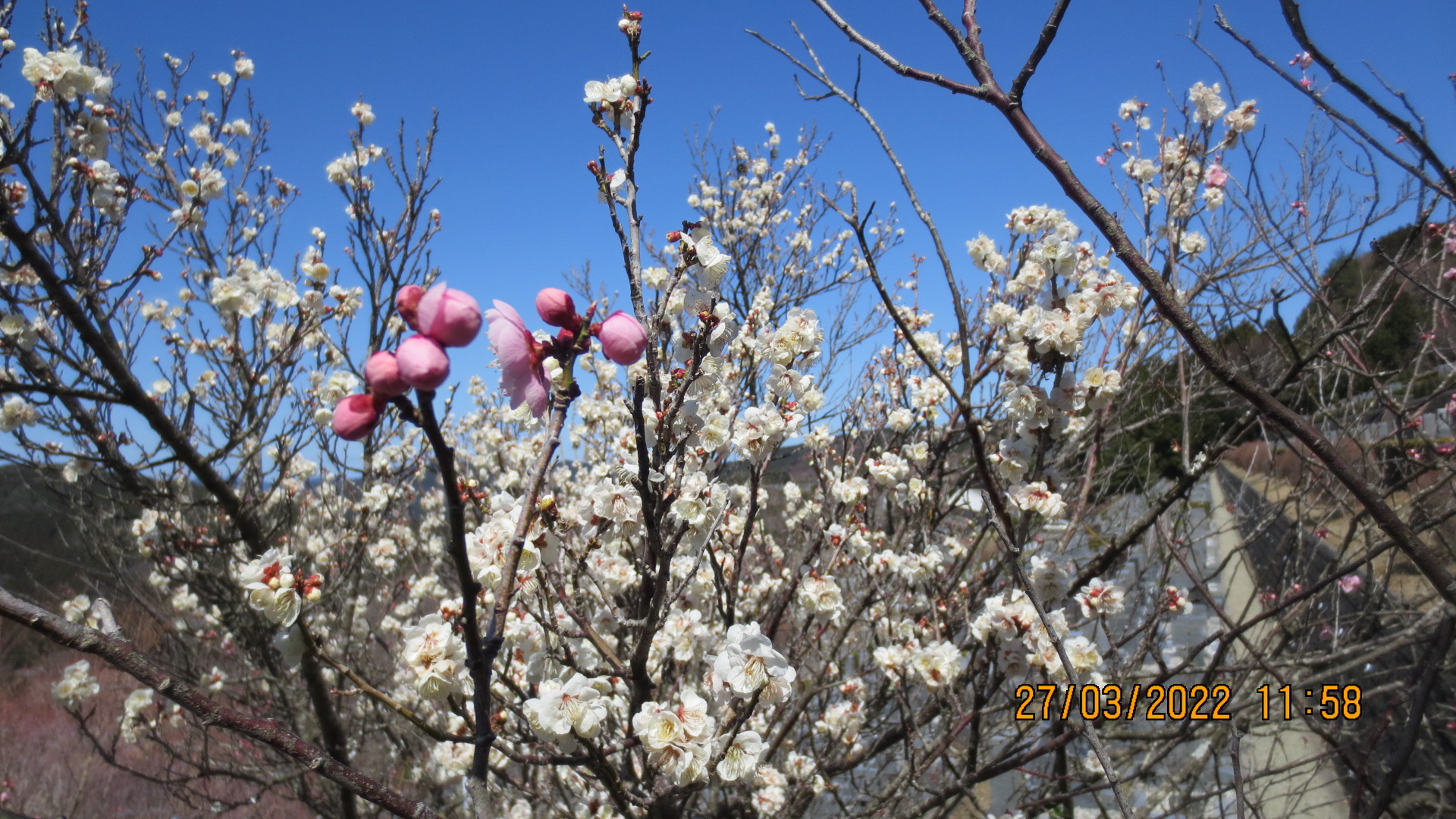 霊園「梅花情報」7区7番墓所