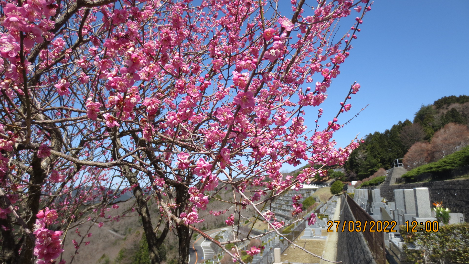 霊園「梅花情報」7区7番墓所