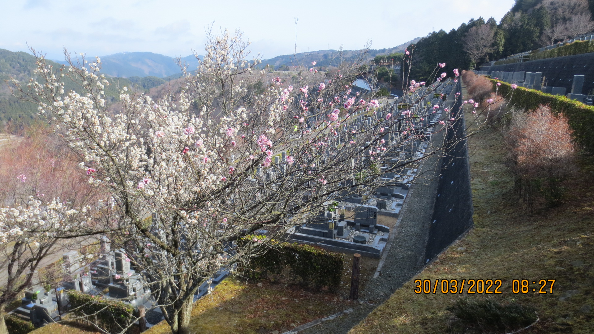 「梅花情報」7区7番墓所