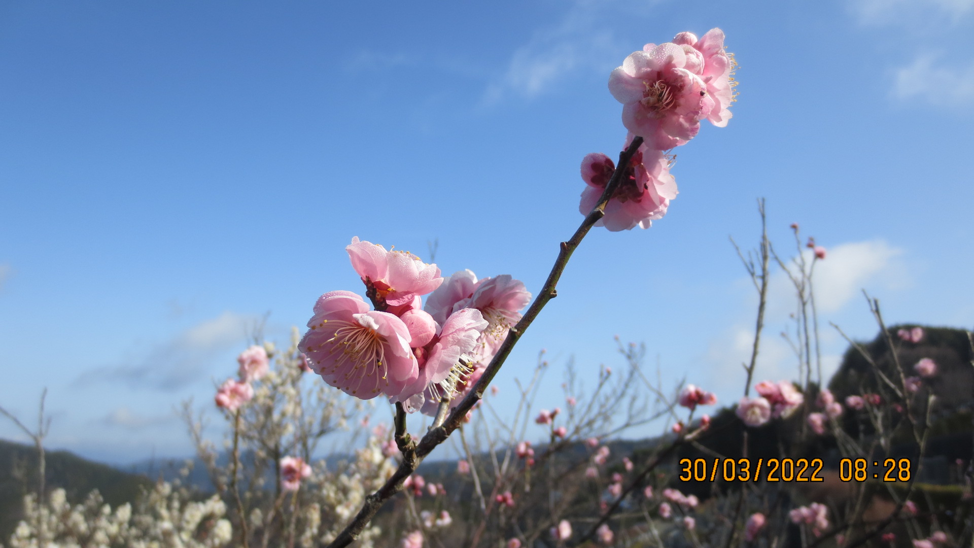 「梅花情報」7区7番墓所