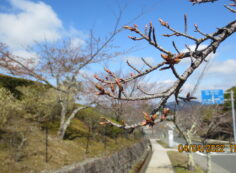 「桜開花情報」