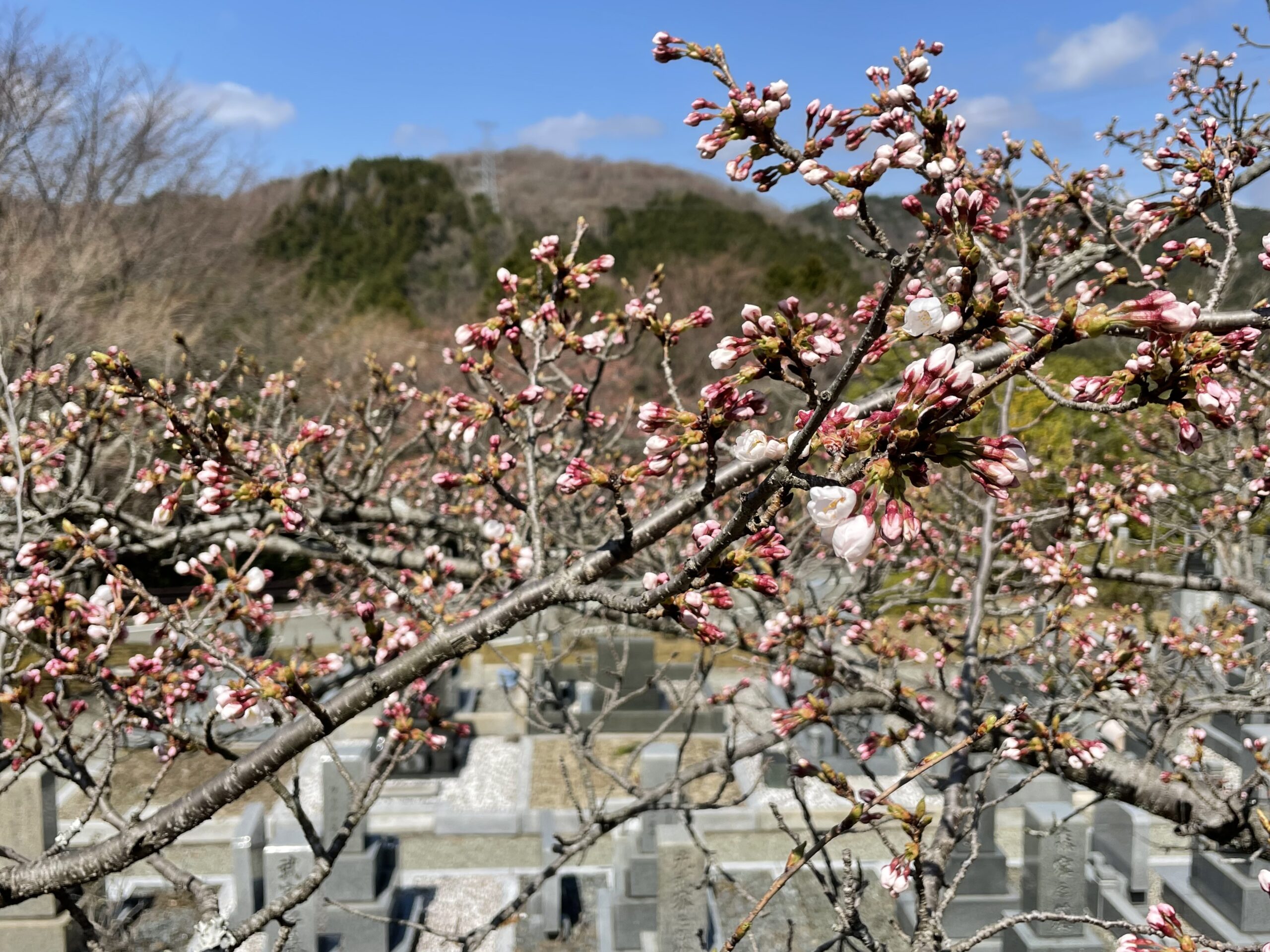 「桜開花情報」5区枝道風景