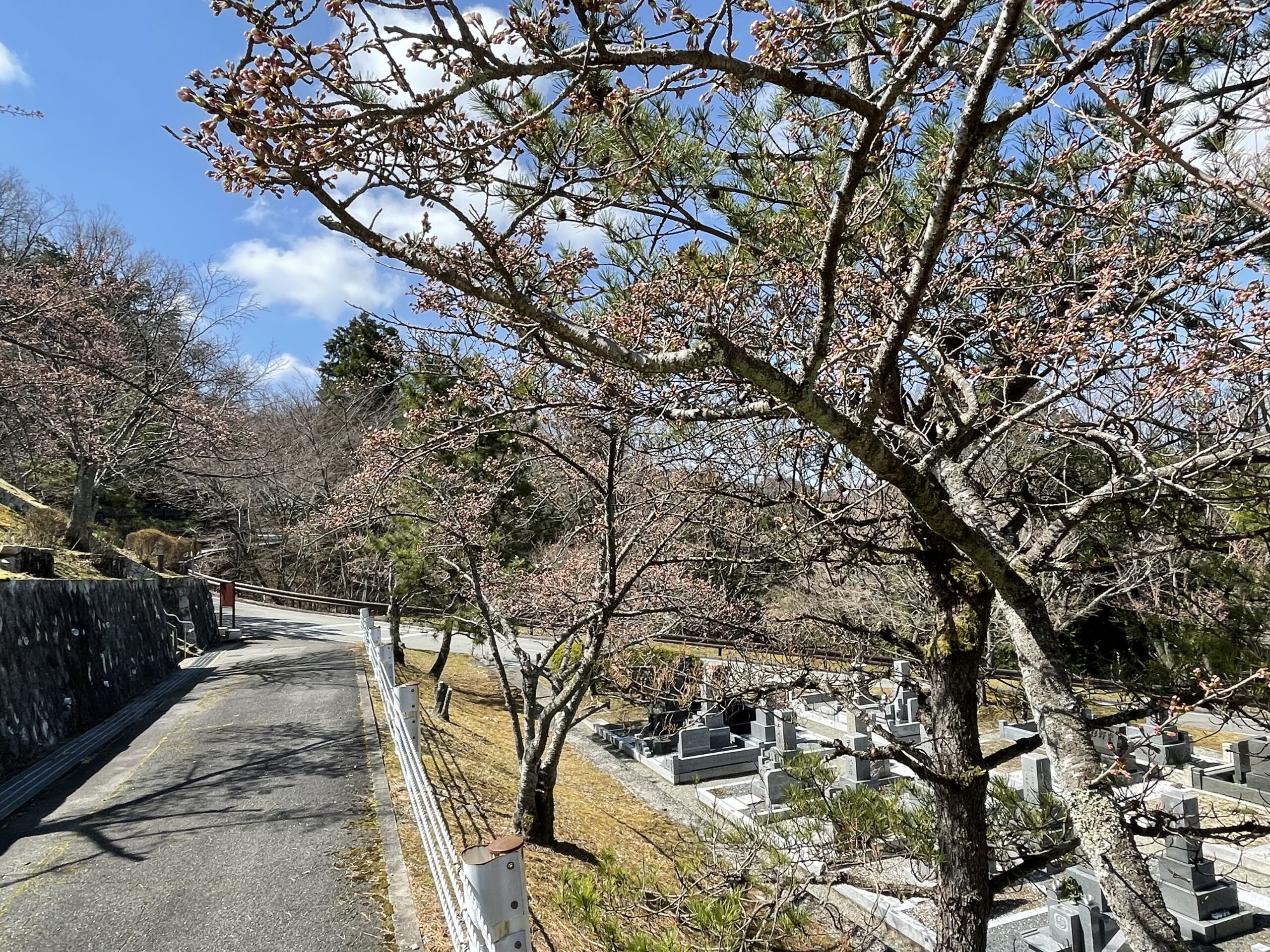 「桜開花情報」5区枝道風景