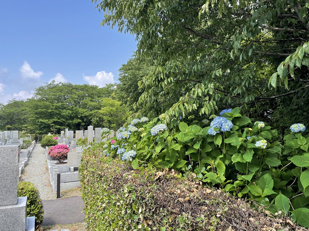 3区4番墓所・紫陽花