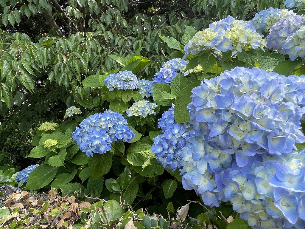 3区4番墓所・紫陽花