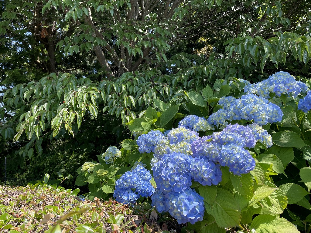 3区4番墓所紫陽花