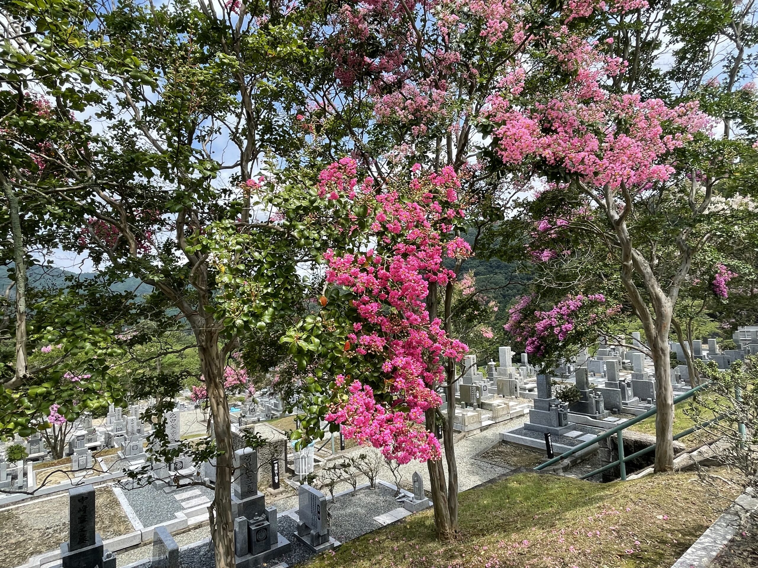 5区墓所　百日紅