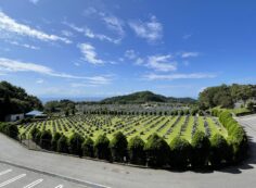 11区2番芝生墓所から（南西）風景