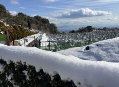 園内約10㎝前後の残雪あり
