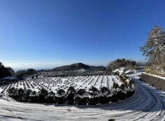 11区2番墓所から（南西方向）風景