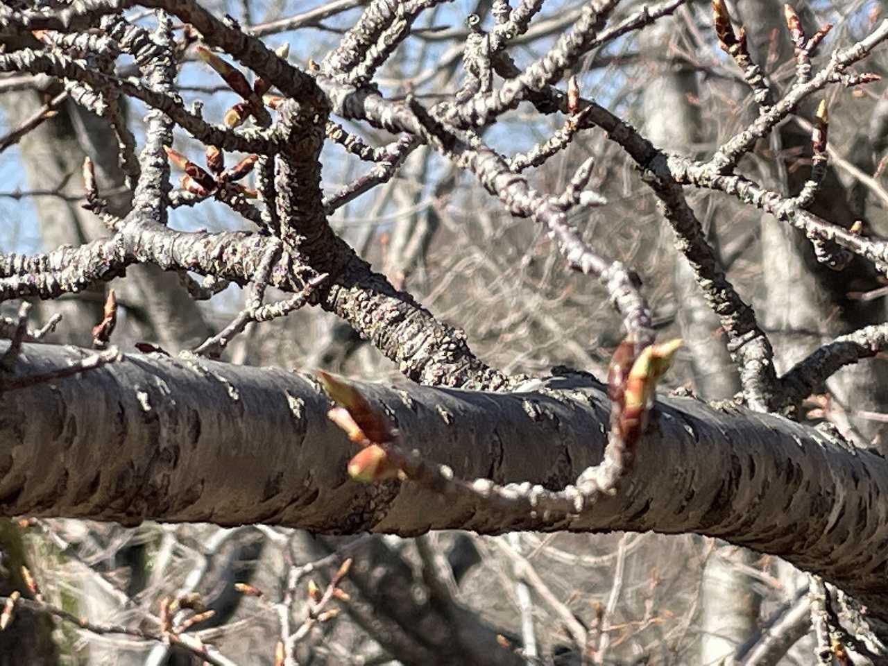 5区3番（桜情報）