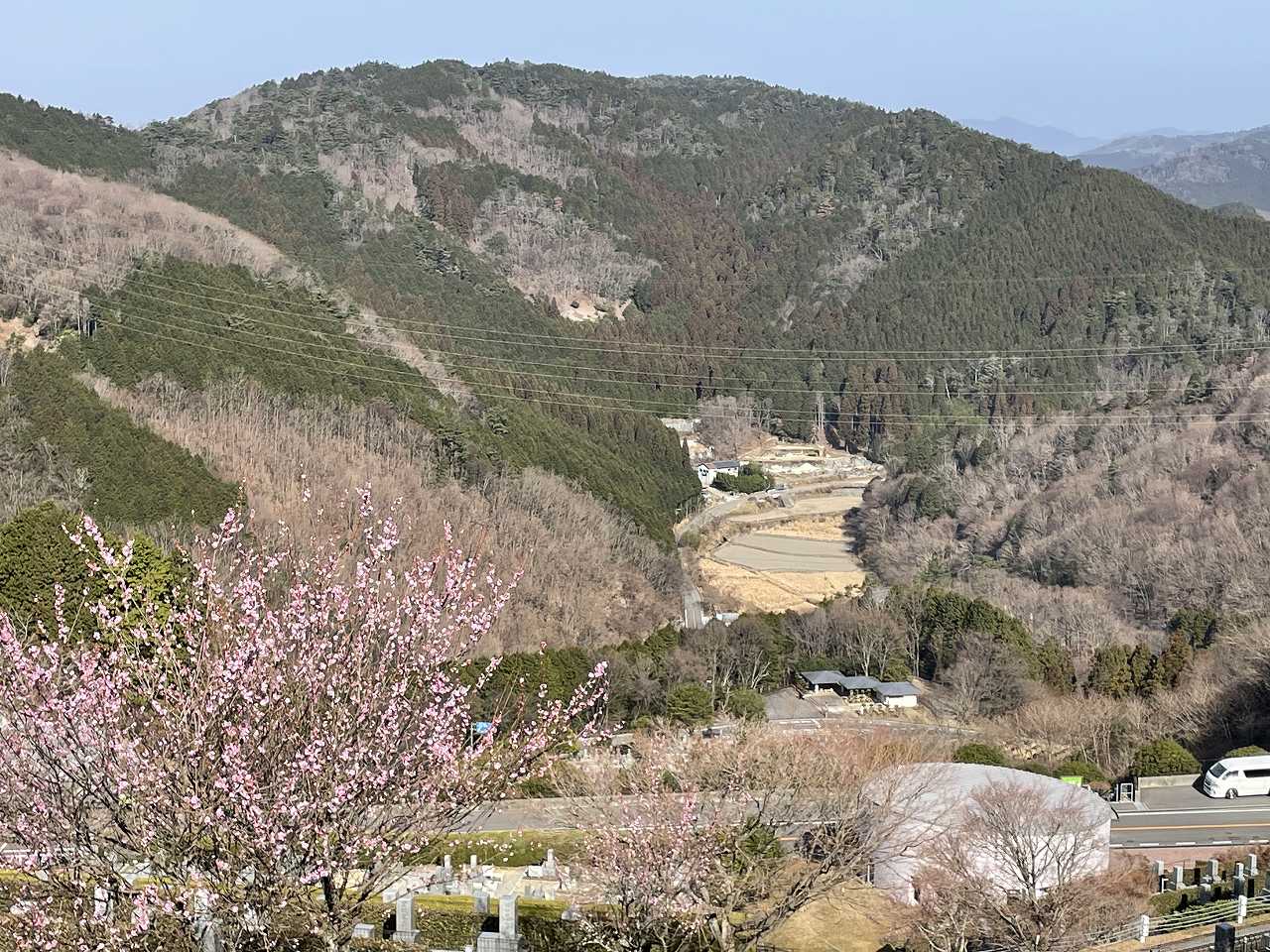 7区2番墓所枝道（梅開花情報）