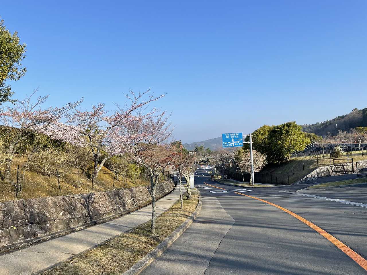 バス通り2区墓所（桜開花情報）①