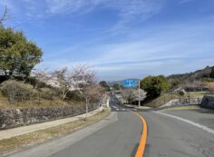 バス通り2区墓所歩道桜風景