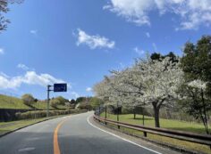 バス通り5区手前桜