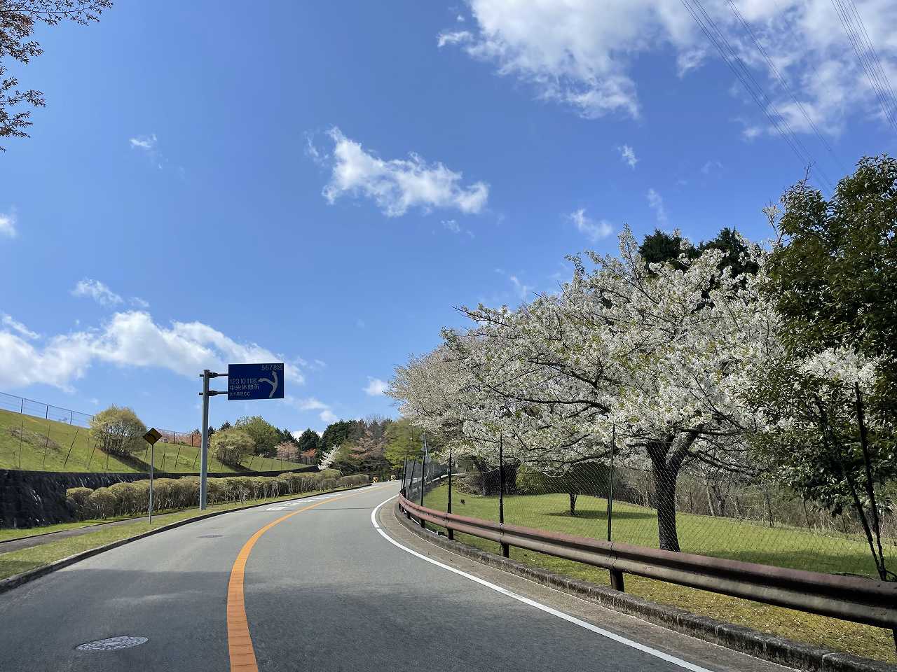 バス通り5区手前桜