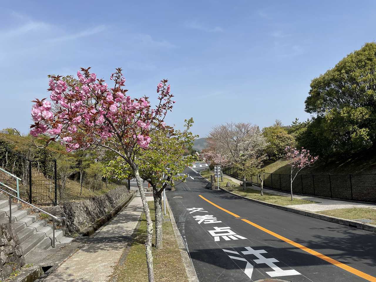 バス通り2区場所歩道（桜並木）