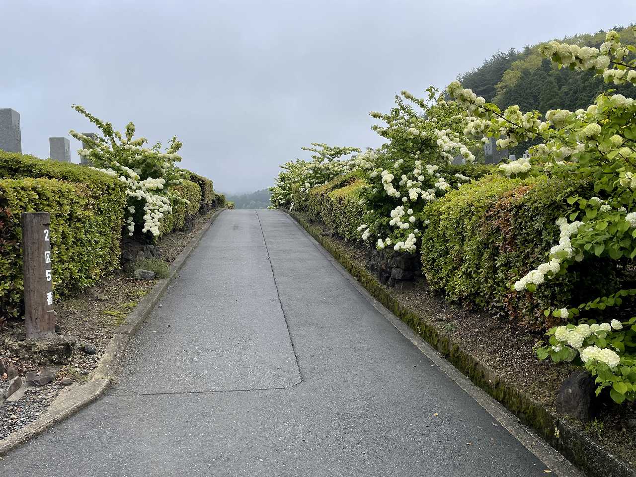 2区5/6番墓所枝道風景