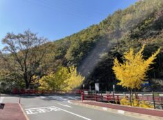 霊園事務所前（銀杏）風景