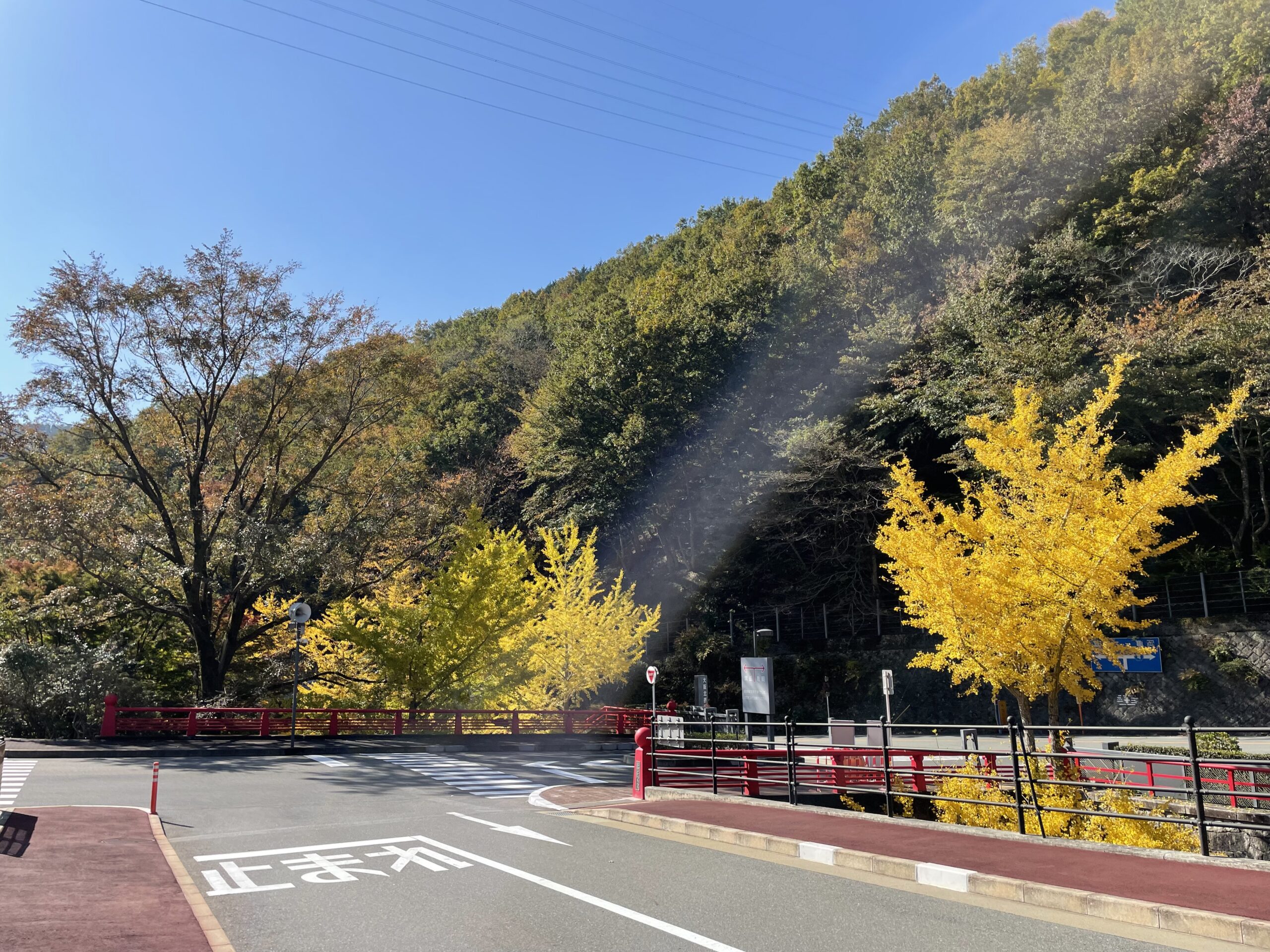 霊園事務所前（銀杏）風景