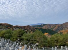 階段墓域.8区4/5番枝道から（南西向）風景