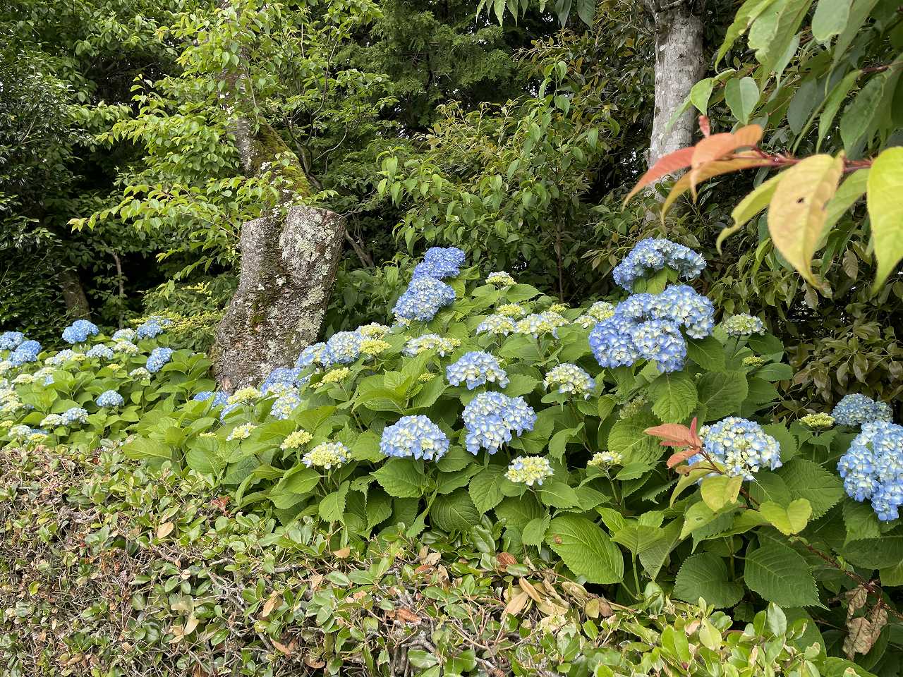 3区4番墓所（紫陽花）